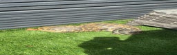 Hermann Tortoise reptiles for sale: Breeding pair of Hermann tortoises and babies - Advert 2