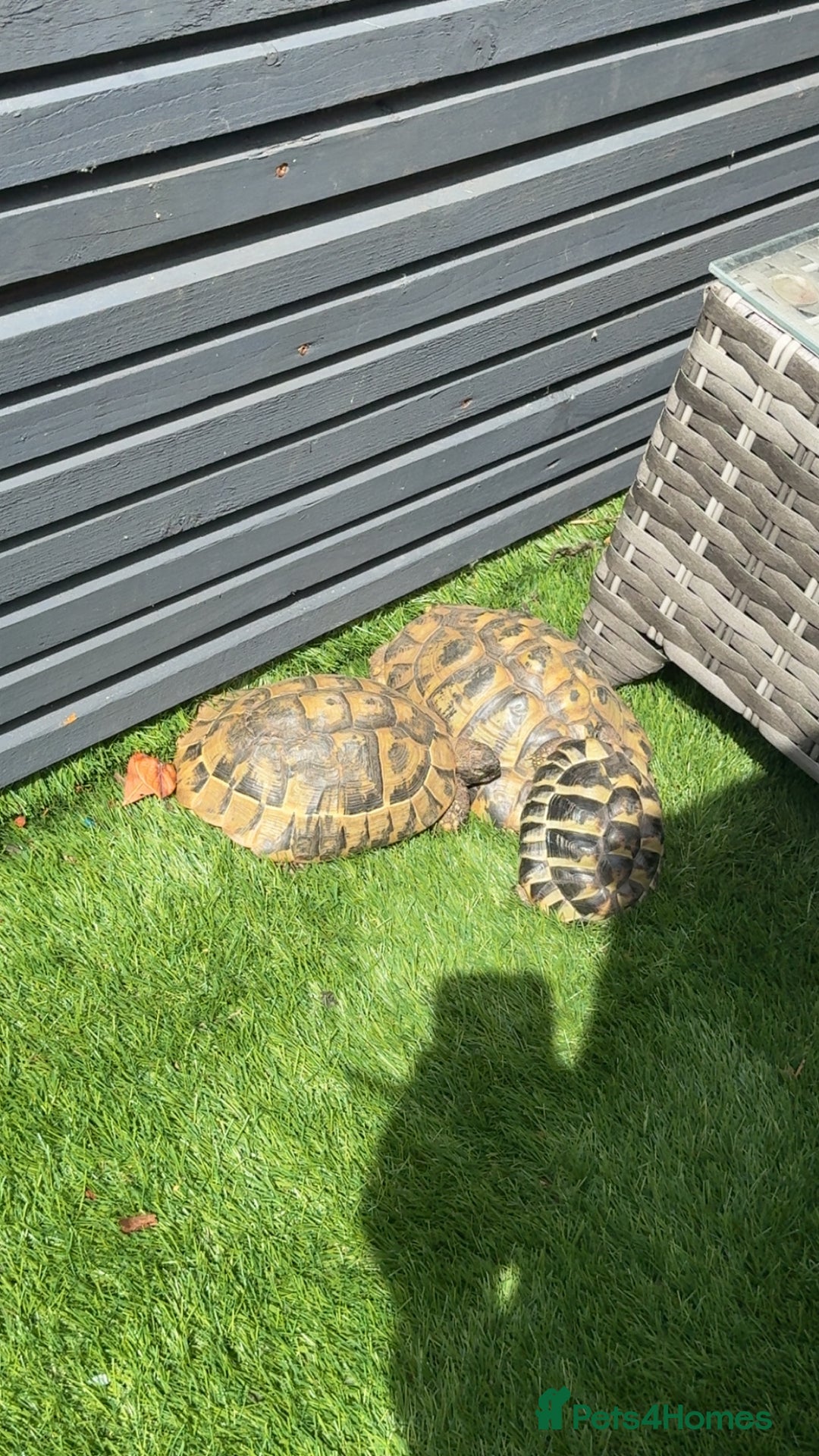 Hermann Tortoise reptiles for sale: Breeding pair of Hermann tortoises and babies - Advert 2