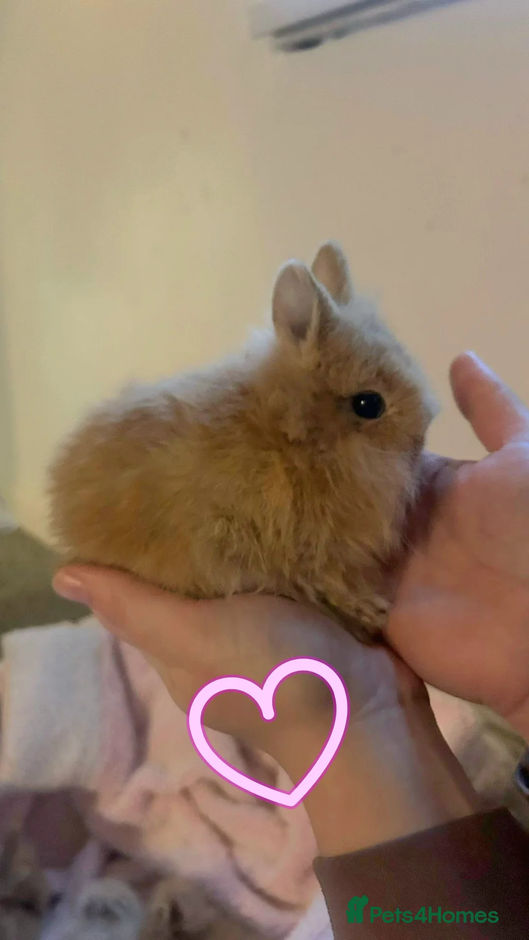Angora rabbits for sale: Baby angora bunnies *** 1 male left *** - Advert 2