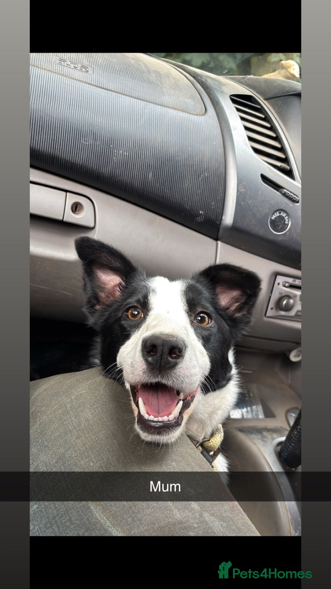 Mixed Breed dogs Collie X Kelpie  - Advert 2