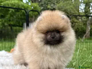 Pomeranian dogs Rare colour Russian line Teddy Bear Pom Puppies ✨ - Advert 4