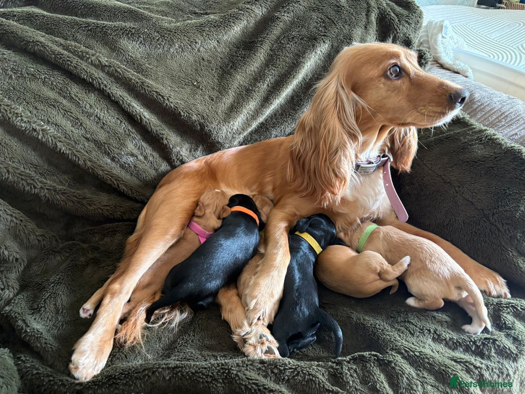 Cocker Spaniel dogs for sale: litter of 6 pedigree cocker spaniel puppies. - Image 2