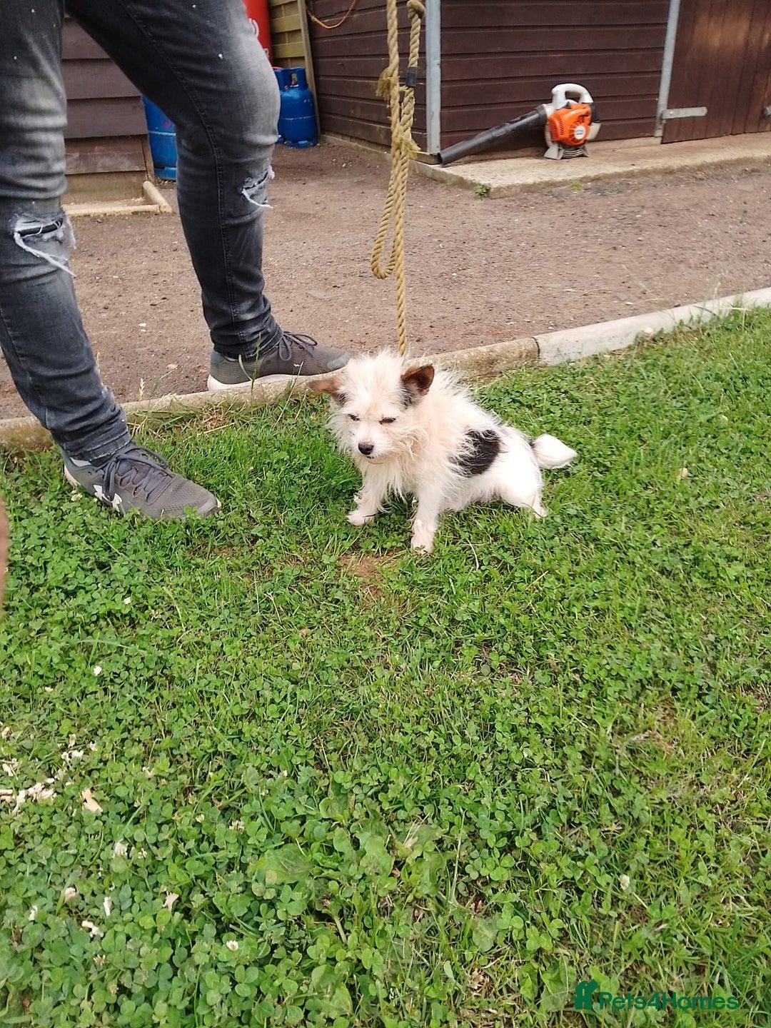 Jack Russell dogs for sale: Beautiful Jack Russel Puppies  - Image 14