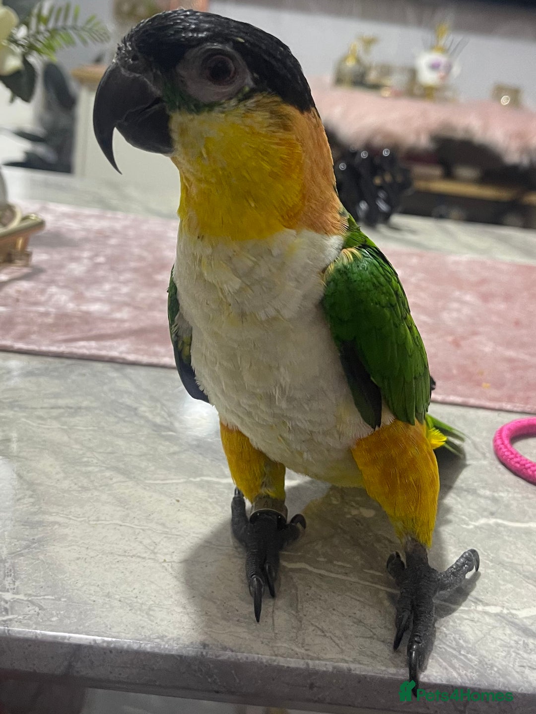 Parrots birds for sale: Super Tame Caique Parrot – Loving Family Home Only - Advert 2