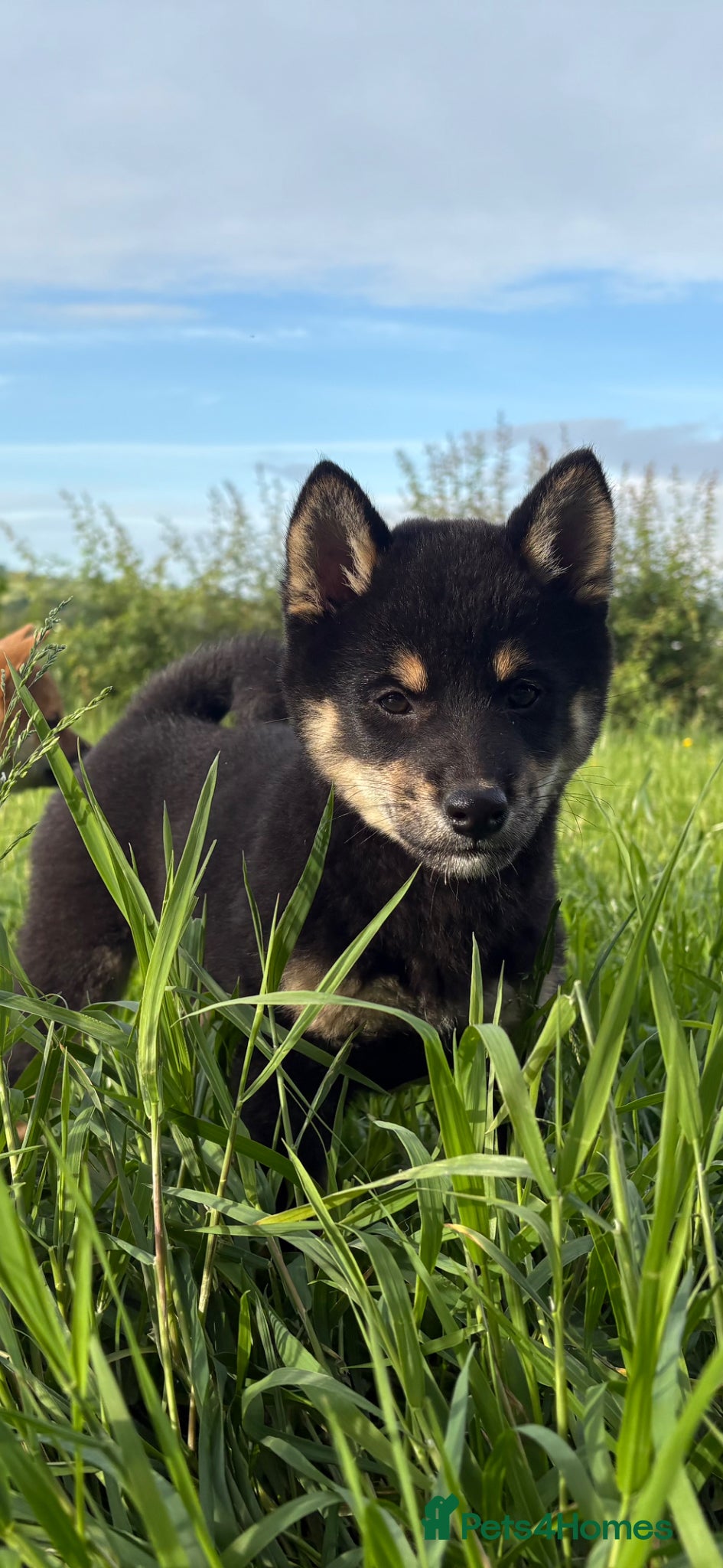 Japanese Shiba Inu dogs READY NOW ! Shiba Inu puppies - Advert 3