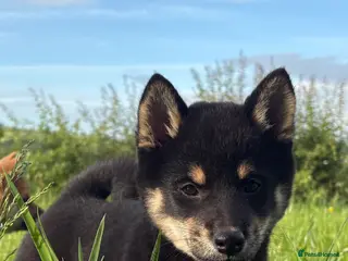 Japanese Shiba Inu dogs READY NOW ! Shiba Inu puppies - Advert 3