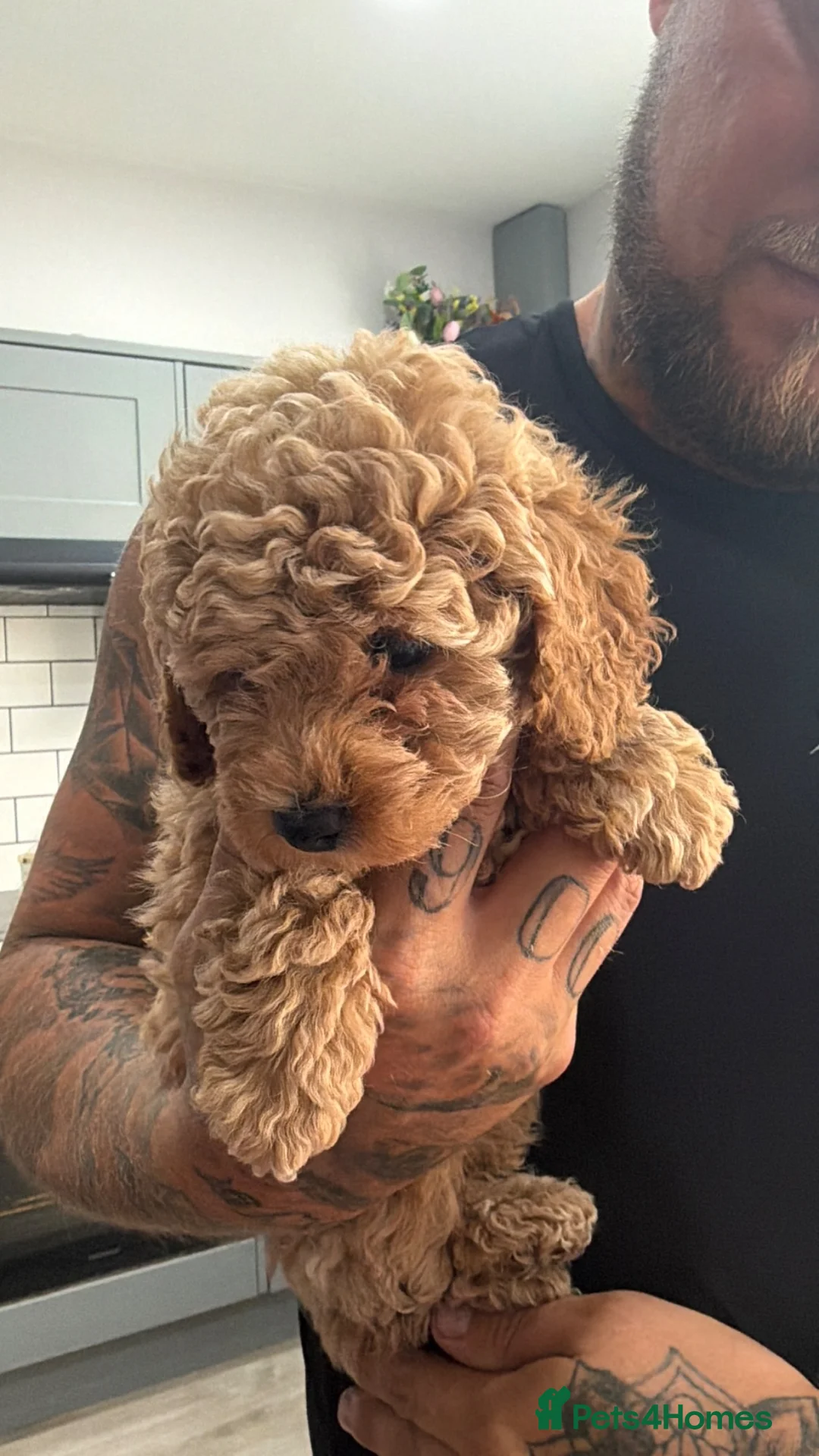 Toy Poodle dogs for sale: Beautiful Toy Poodle puppies. Ready to Go Now 🐾 - Advert 6