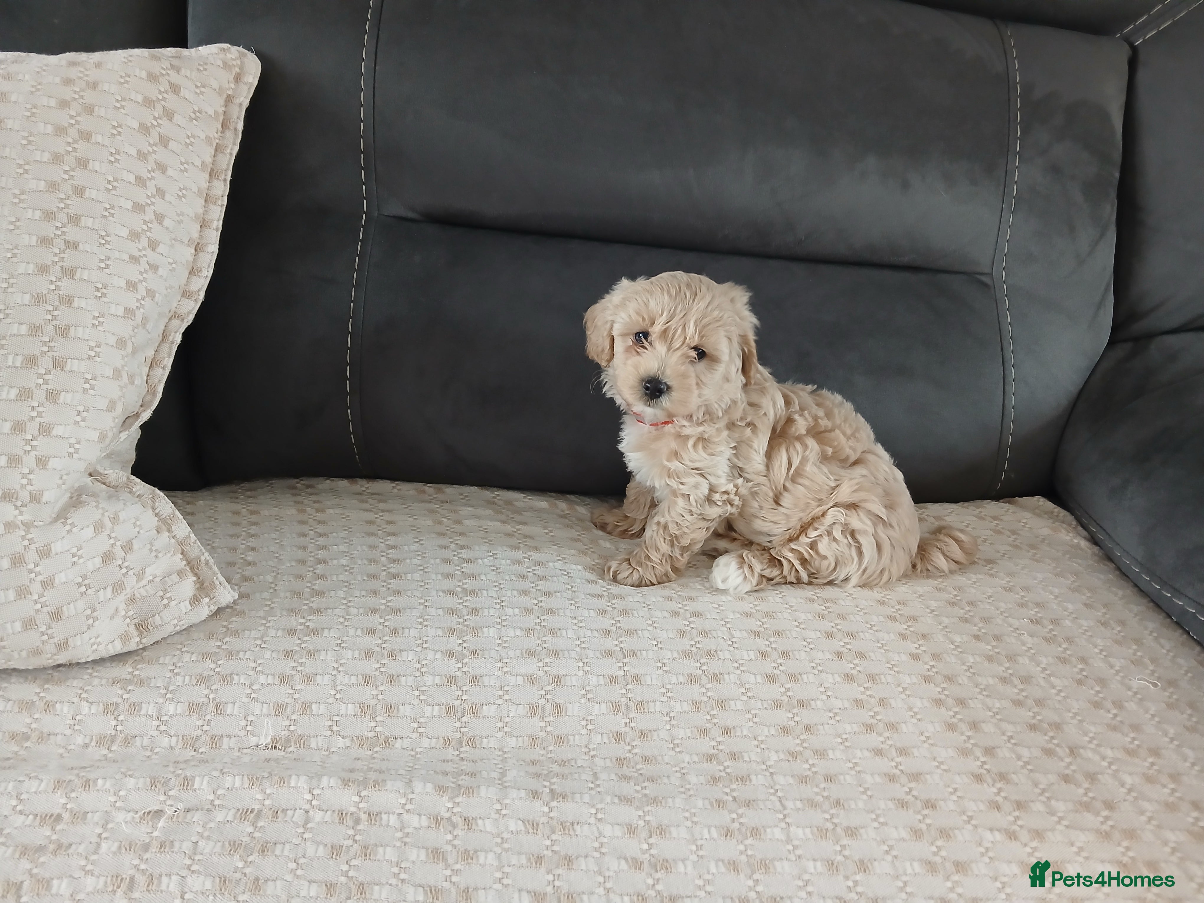 Maltipoo dogs Maltipoo puppies - Advert 2