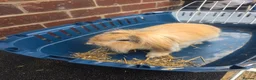 Mini Lion Lop rabbits for sale: Bert and Ernie  in Telford - Advert 3