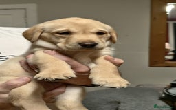 Labrador Retriever dogs for sale: Labrador Love Nuggets - 7 left - Image 15