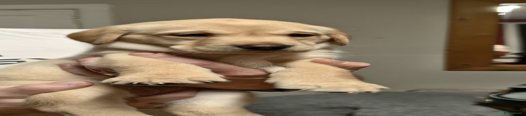 Labrador Retriever Puppy 5