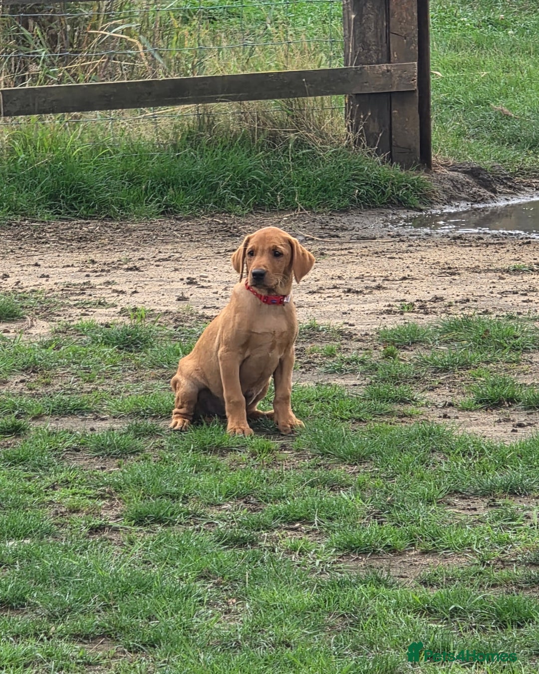 Labrador Retriever dogs for sale: KC Registered Fox Red Labrador Puppies - Image 22