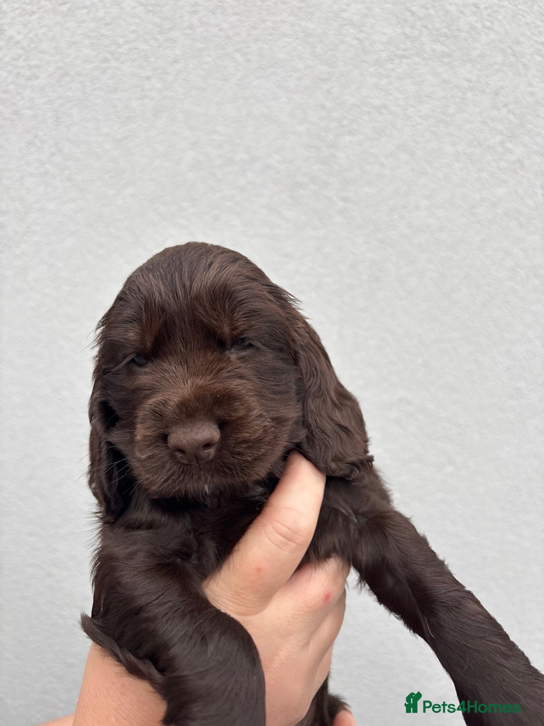 Cocker Spaniel dogs for sale: beautiful KC show cocker spaniel puppies  - Image 7