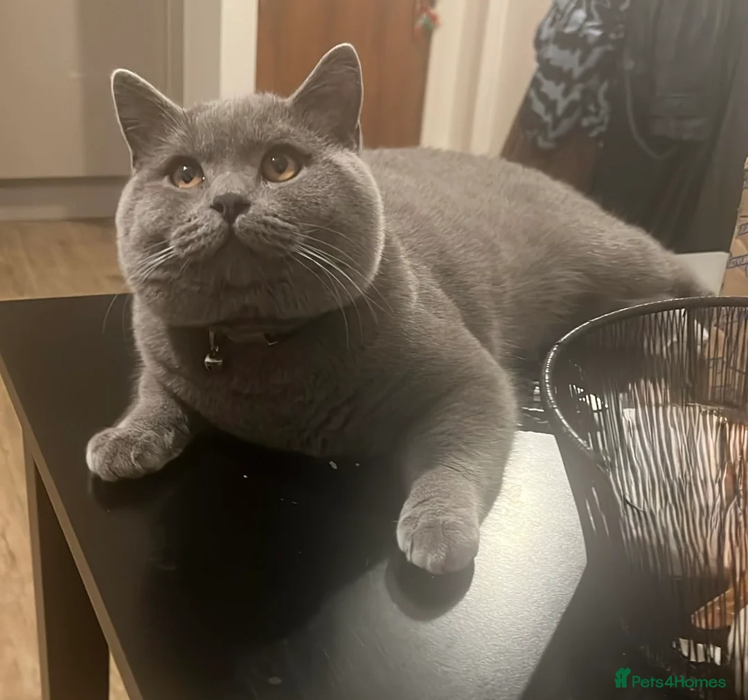 British Shorthair cats for stud: For stud  - Advert 1