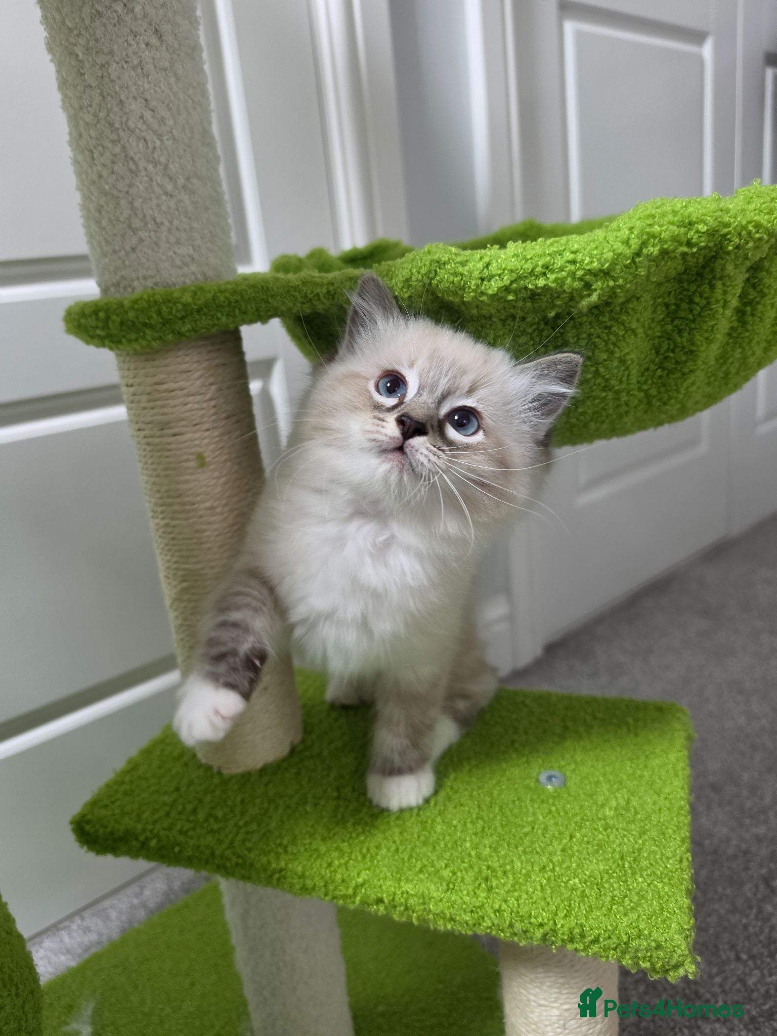 Ragdoll cats GCCF Registered Gorgeous Kittens  - Advert 18