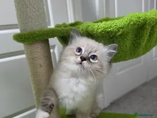 Ragdoll cats GCCF Registered Gorgeous Kittens - Advert 18