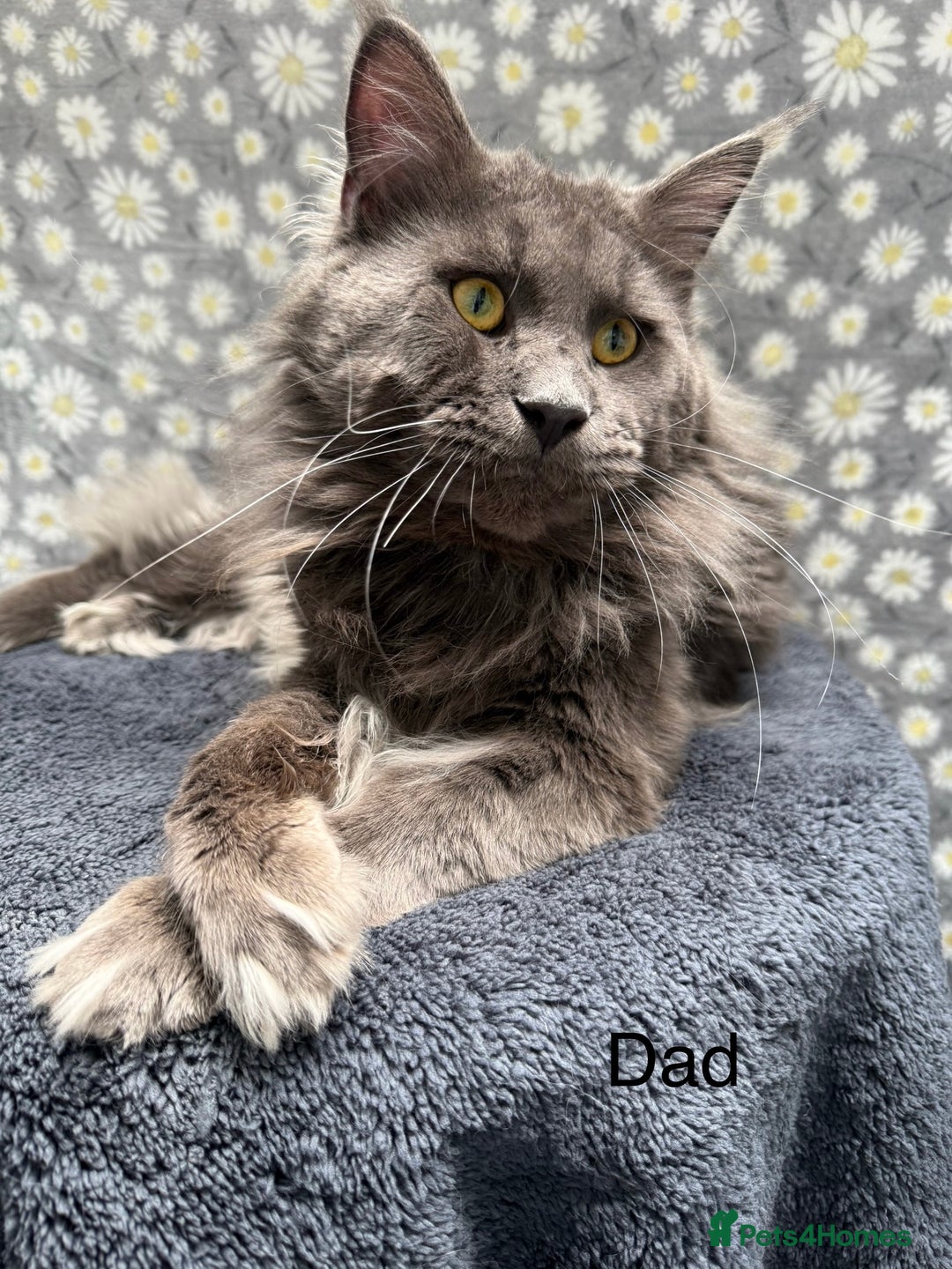Maine Coon cats for sale: Pedigree Maine Coon Kittens - TICA Registered  - Image 12