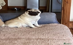 Pug dogs for sale: Six month old dog puppy available. - Image 4