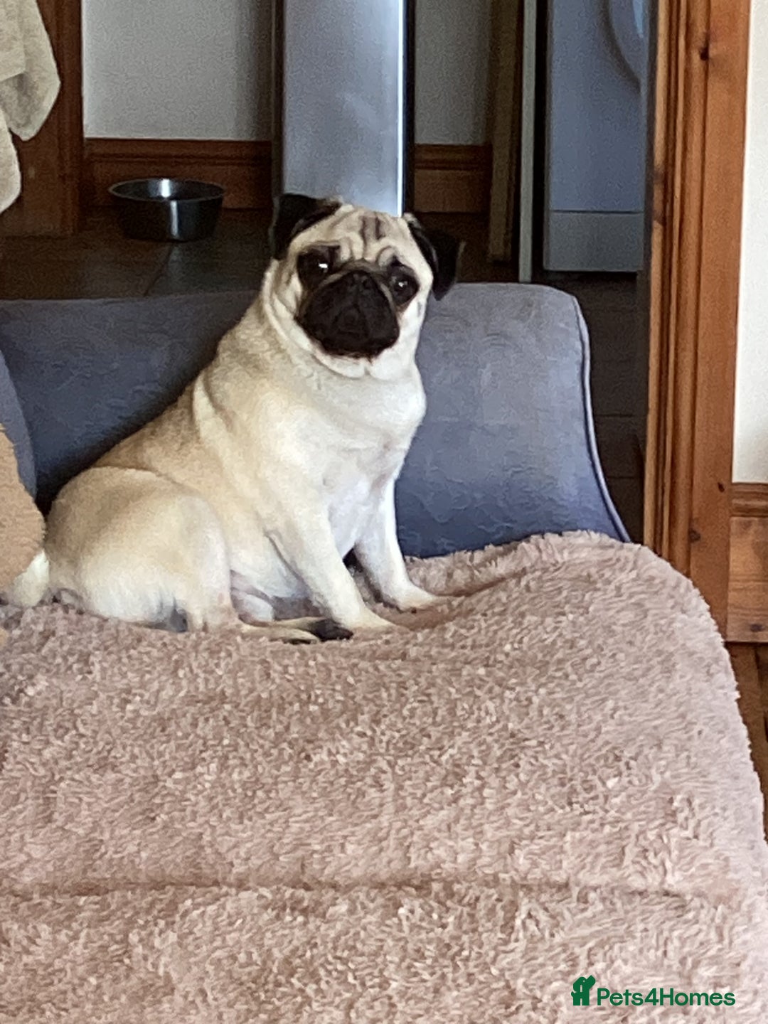 Pug dogs for sale: Six month old dog puppy available. - Image 4