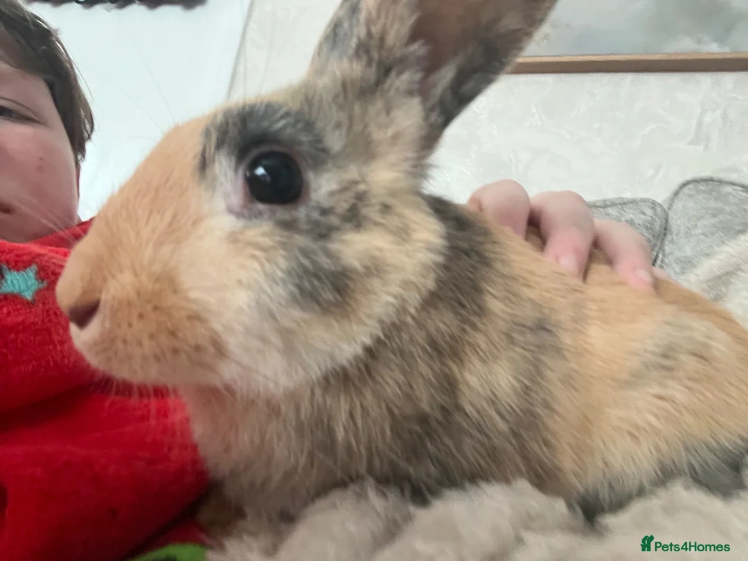 Mixed Breed rabbits for sale: Rabbit  in Liverpool - Advert 6