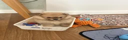 Pomeranian dogs for sale: Gorgeous Pomeranian boy puppy  - Advert 1