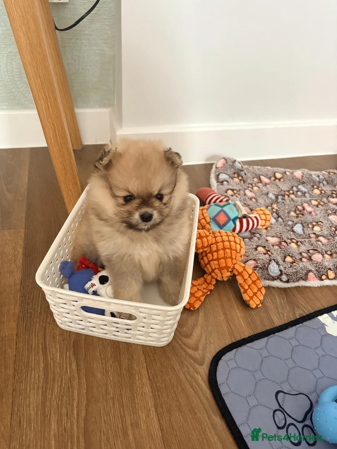 Pomeranian dogs for sale: Gorgeous Pomeranian boy puppy  - Advert 1
