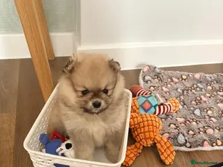 Pomeranian dogs Gorgeous Pomeranian boy puppy - Advert 1