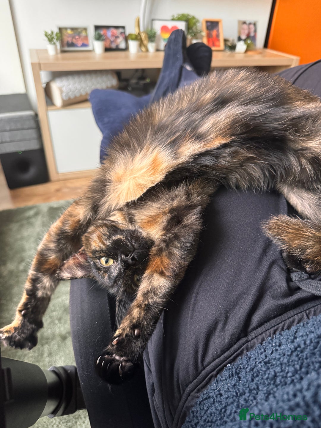 Mixed Breed cats for sale: 7 month old brother & sister looking for new home - Advert 9