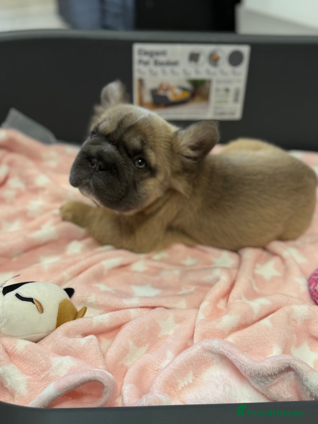 French Bulldog dogs for sale: Visual fluffy French bulldog puppies! - Image 13