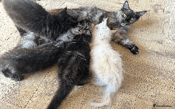 Maine Coon cats for sale: TICA registered Maine Coon kittens  - Image 22