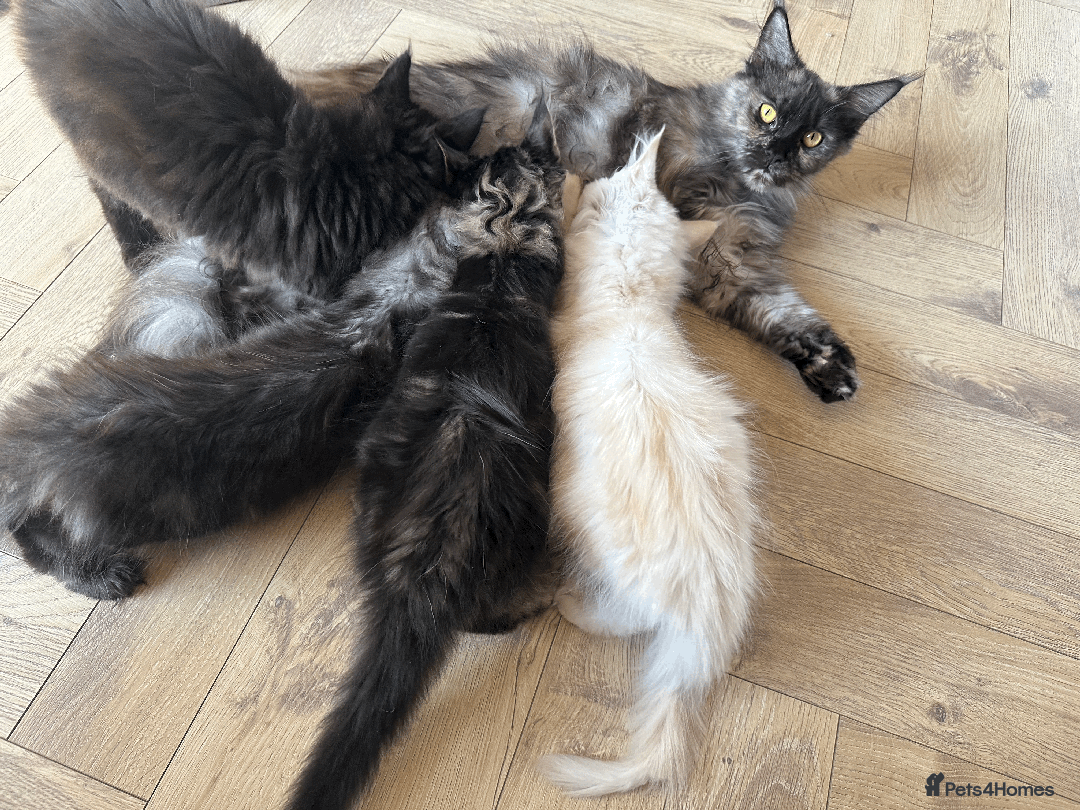 Maine Coon cats for sale: TICA registered Maine Coon kittens  - Image 22