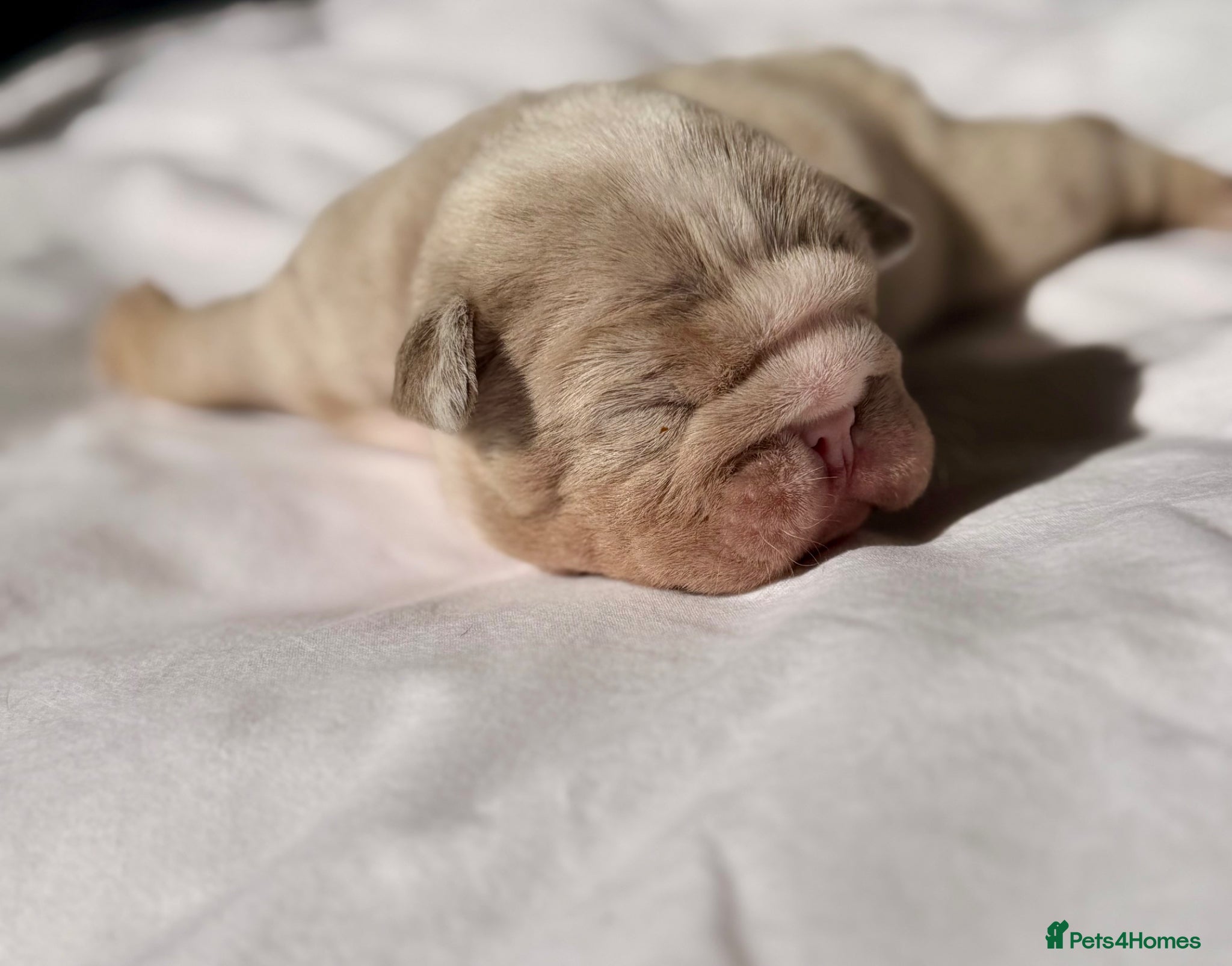 English Bulldog dogs BEAUTIFUL LILAC TRI + LILAC TRI MEARL BULLDOGS - Advert 18