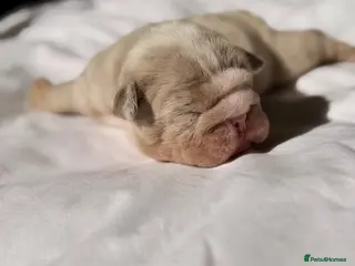 English Bulldog dogs BEAUTIFUL LILAC TRI + LILAC TRI MEARL BULLDOGS - Advert 18