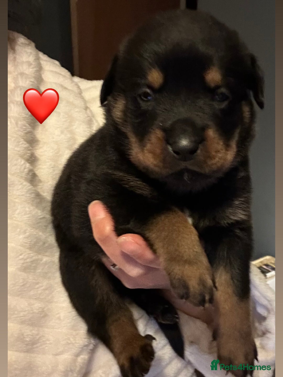 Rottweiler dogs for sale: Beautiful Rottweiler pups  - Image 19