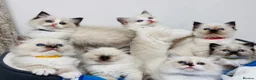 Ragdoll cats for sale: Purebred Ragdoll Kittens  - Advert 1