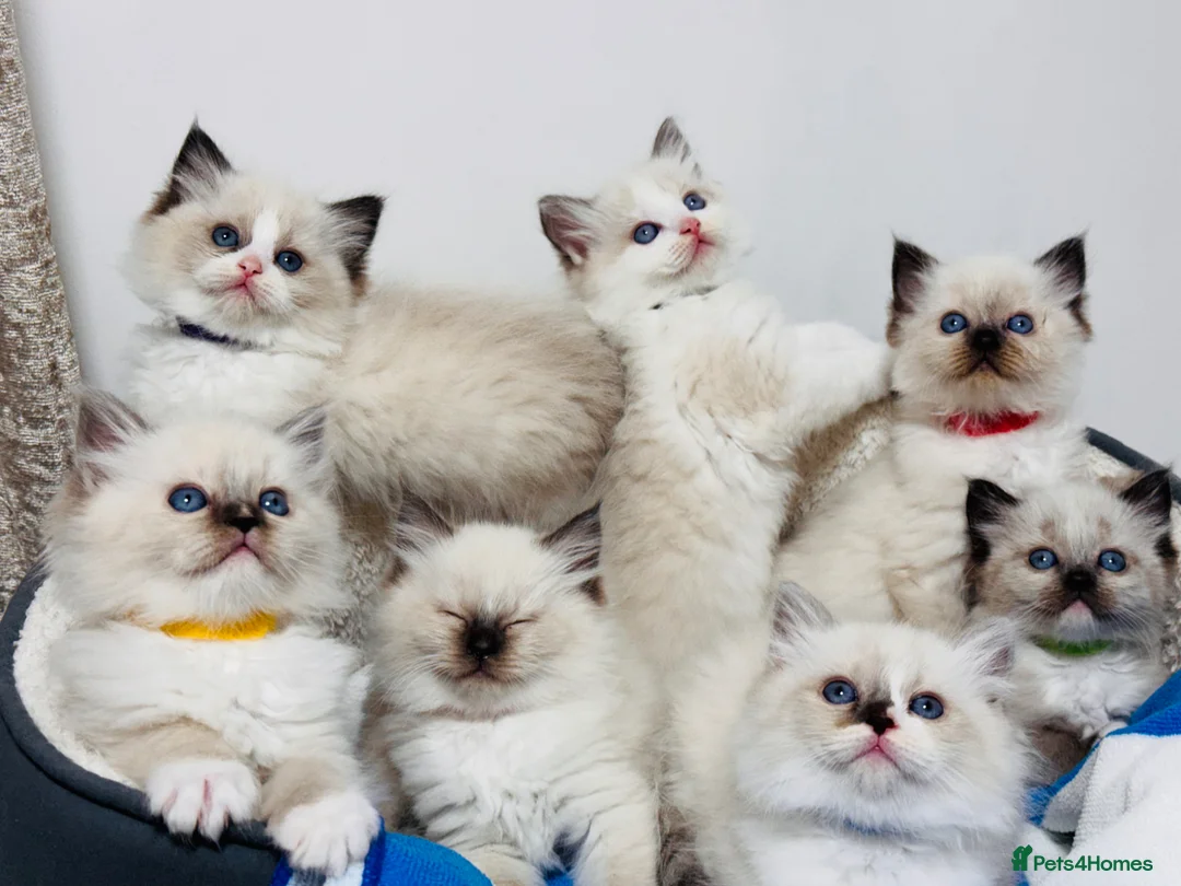Ragdoll cats for sale: Purebred Ragdoll Kittens  - Advert 1