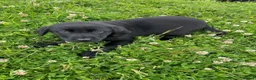 Labrador Retriever dogs for sale: Labrador puppies  - Advert 2