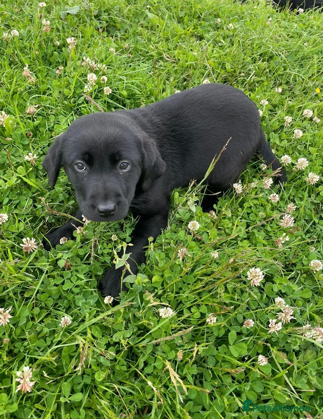Labrador Retriever dogs for sale: Labrador puppies  - Advert 2