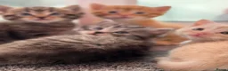 Mixed Breed cats for sale: Ragdoll x Siberian mix kittens  in Peacehaven - Advert 13