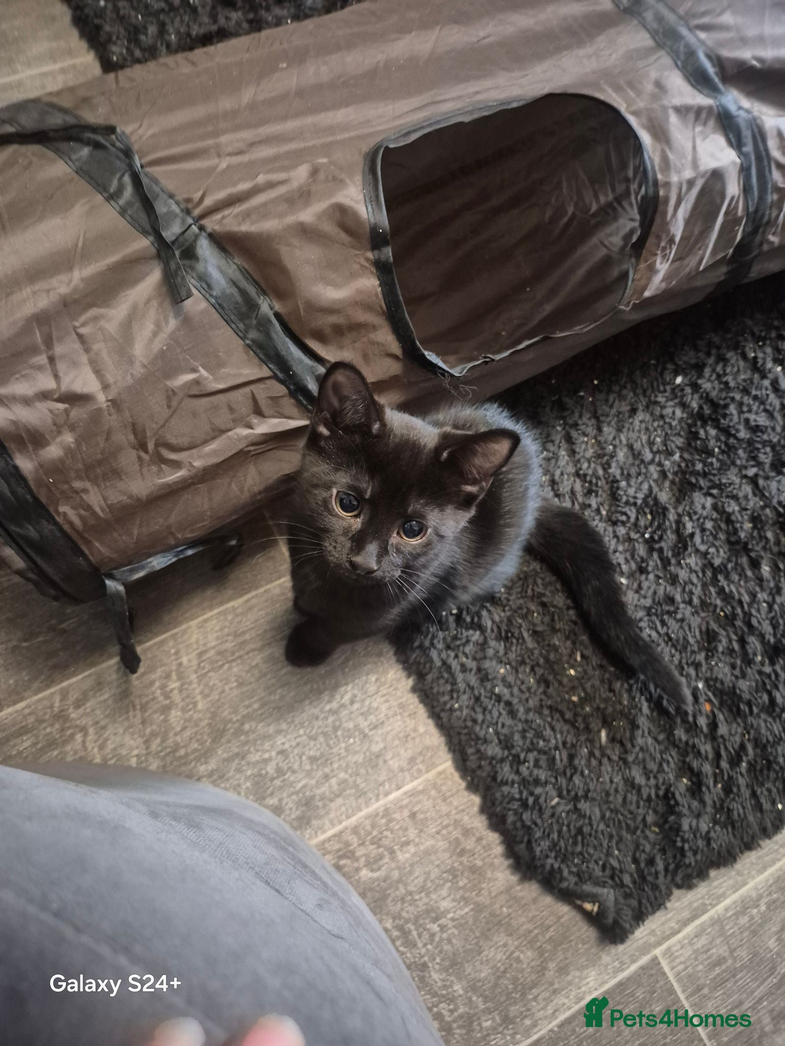 Mixed Breed cats Must go ASAP 1 black 12 week old kittens  - Advert 20