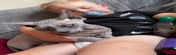 Sphynx cats for sale: Beautiful bambino boy  - Advert 5