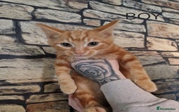 Mixed Breed cats for sale: Kittens for loving home ❤️ - Advert 5