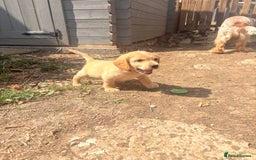 Cockerdor dogs for sale: cockerdor puppies - Image 6