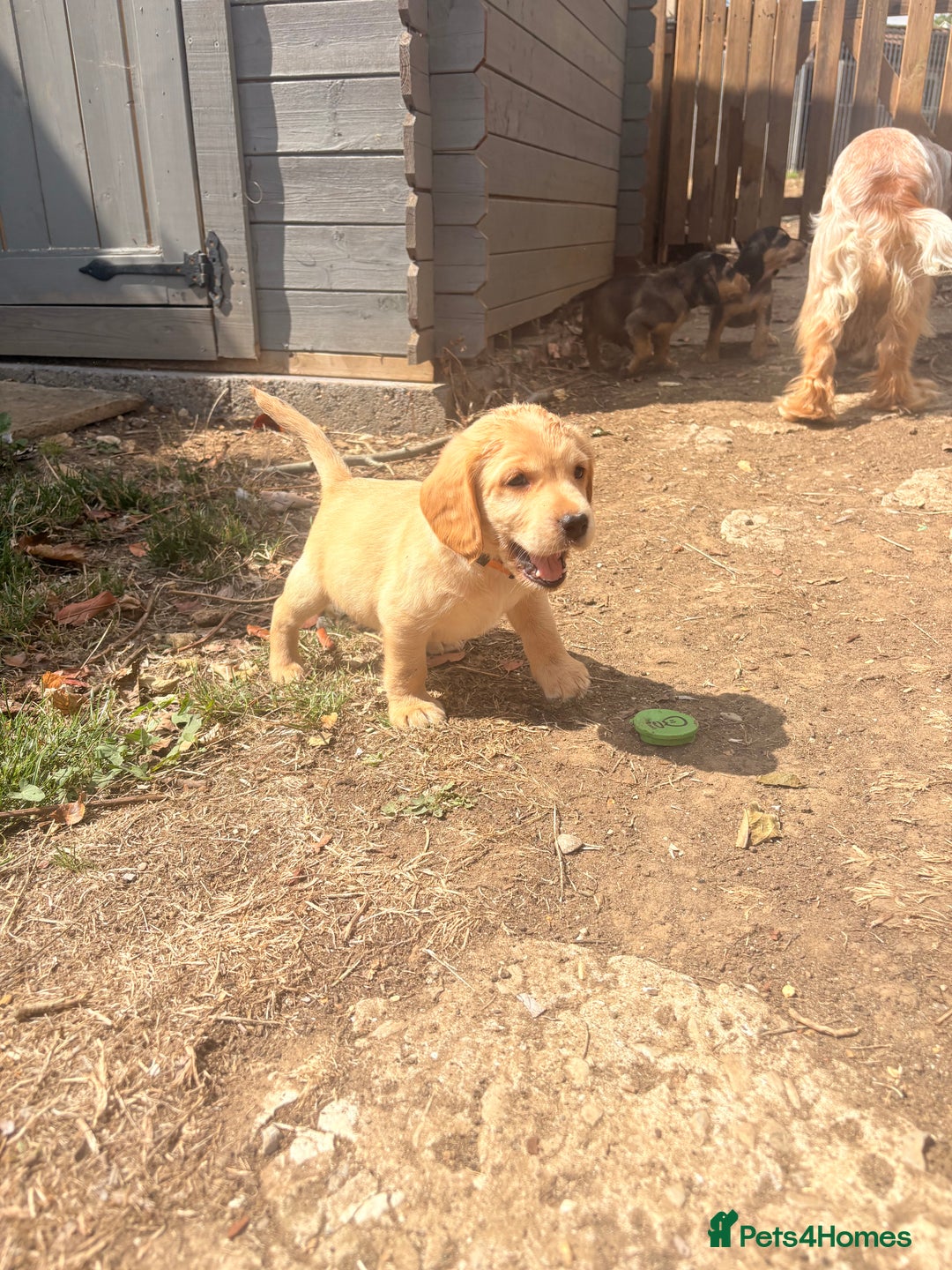 Cockerdor dogs for sale: cockerdor puppies - Image 6
