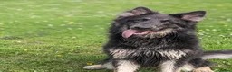 German Shepherd dogs for sale: Big bold and loyal  unique colours - Advert 3