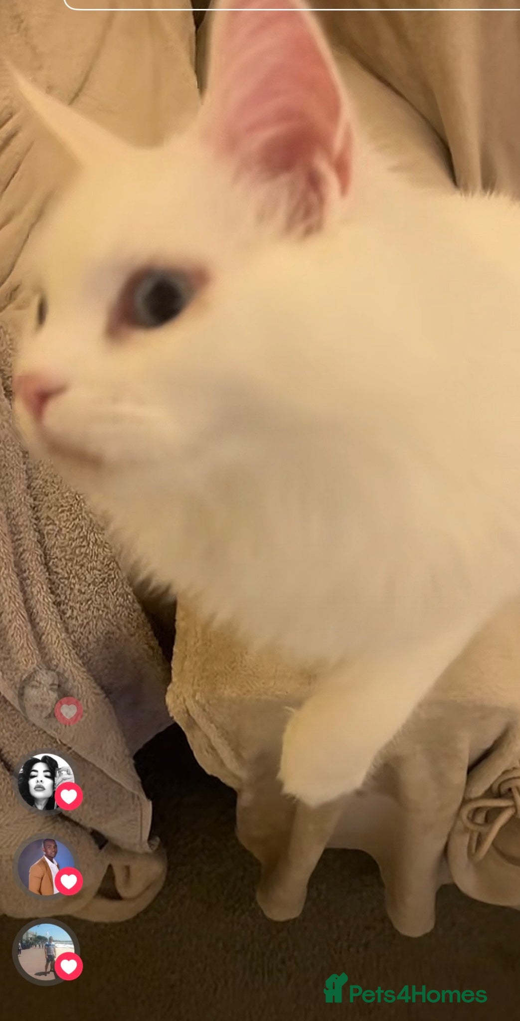 Maine Coon cats for sale: White Maine Coon cat in Darlington - Advert 4