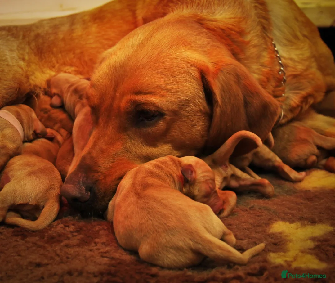 Labrador Retriever dogs for sale: RKC Health Tested Fox Red Labrador Puppies - NI - Advert 2