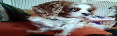 Cavalier King Charles Spaniel 