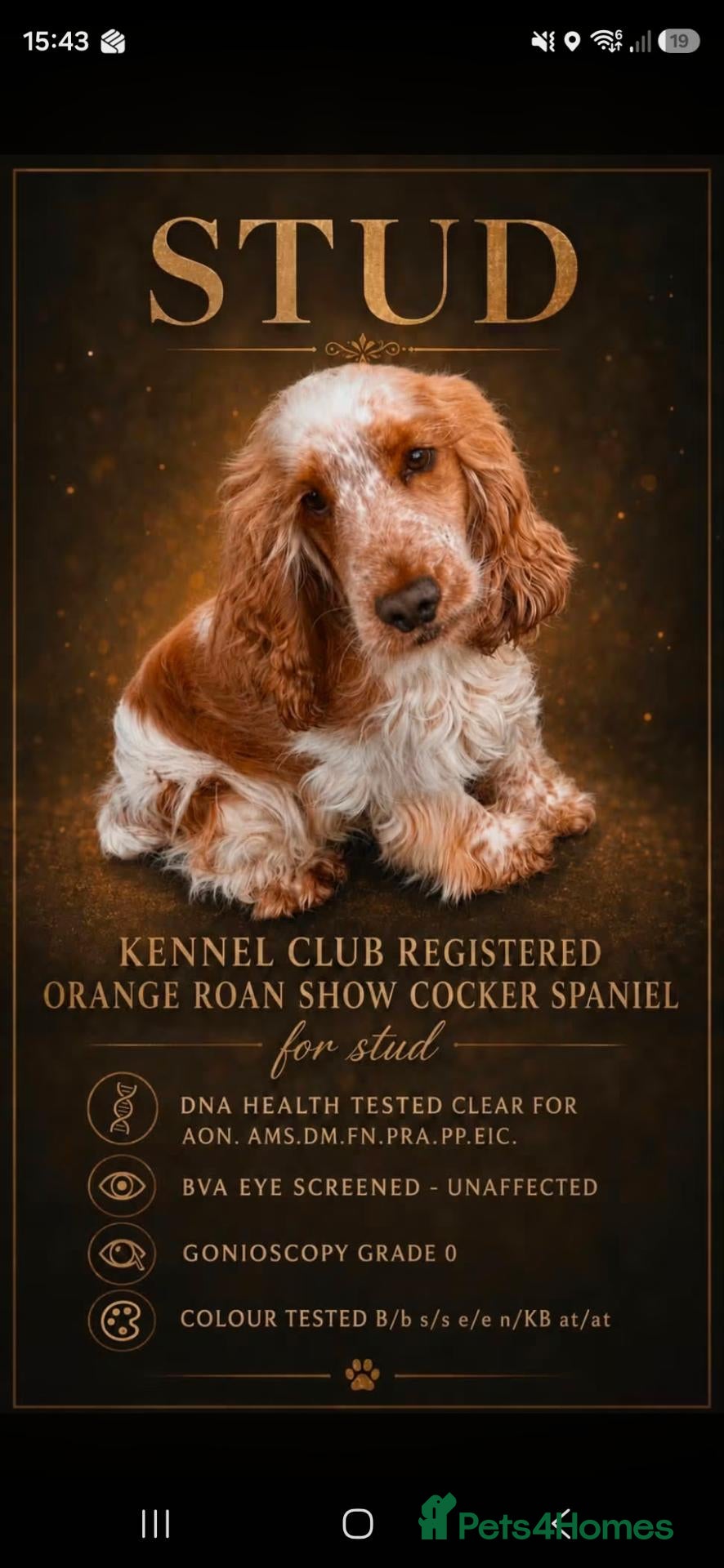 Cocker Spaniel dogs Kc reg show cocker spaniel - Advert 2