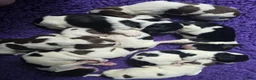 English Springer Spaniel dogs for sale: KC Homebred Health Tested Vet Social Pups 🩷 - Advert 7